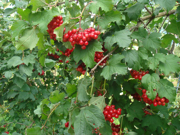 Калина обыкновенная - Viburnum opulus