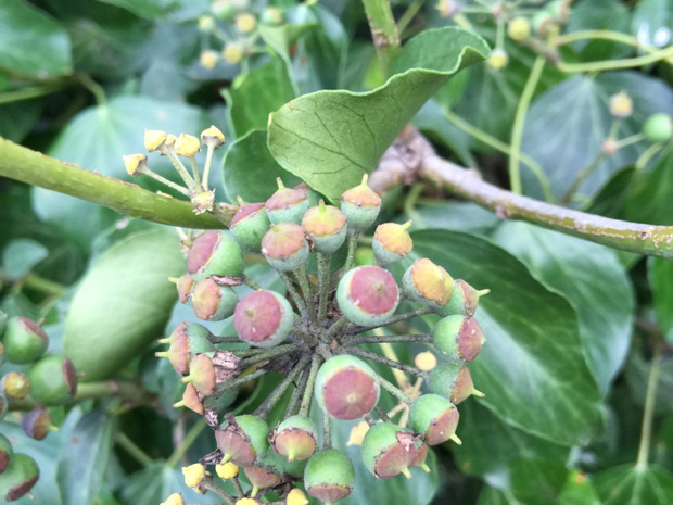 Плющ обыкновенный - Hedera helix