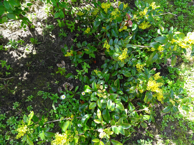 Барбарис падуболистный - Berberis ilicifolia