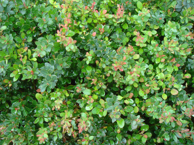 Барбарис самшитолистный 'Нана' - Berberis buxifolia 'nana'