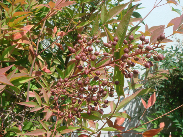 Нандина домашняя - Nandina domestica