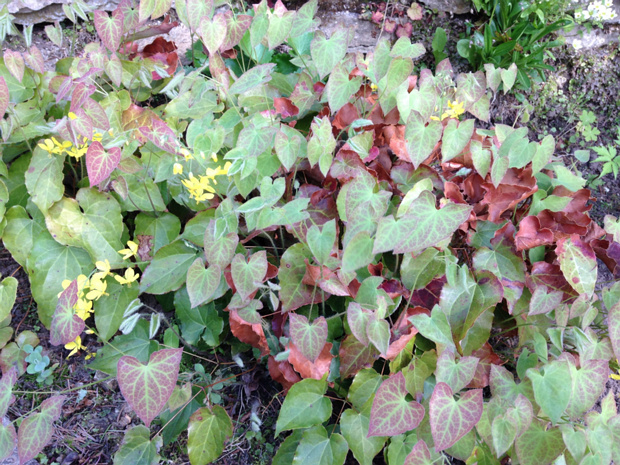 Эпимедиум 'Fröhnleiten' - Epimedium × perralchinum 'Frohnleiten'