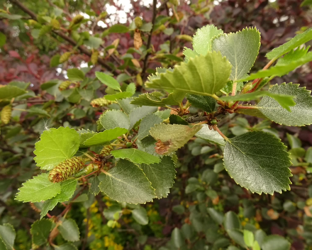 Betula nana 22-Jul-19 _ 11_58_46