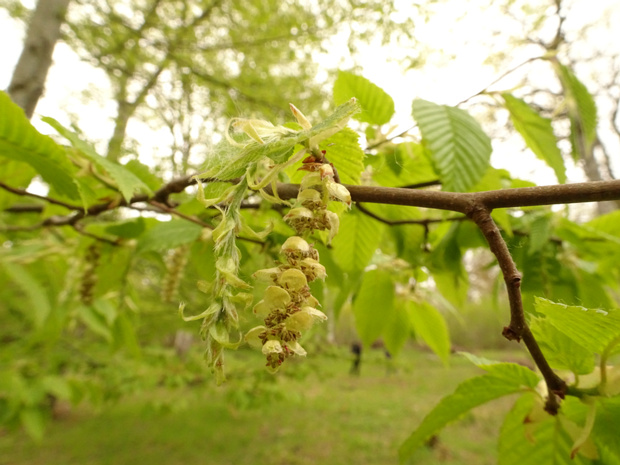 Граб обыкновенный - Carpinus betulus