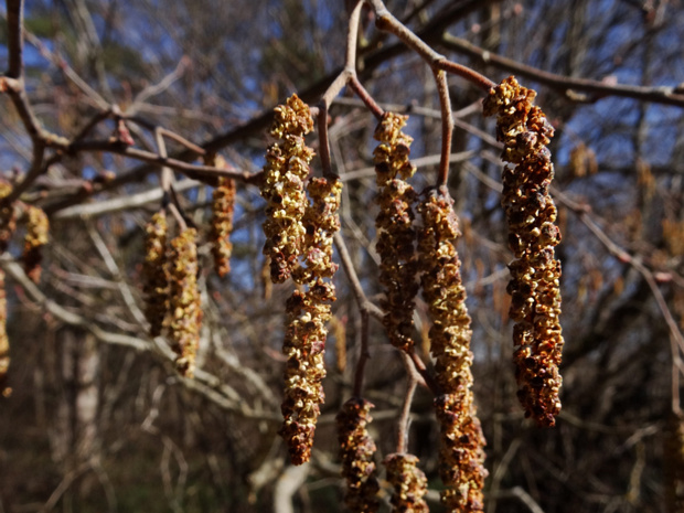 Ольха серая, белая, Елоха - Alnus incana