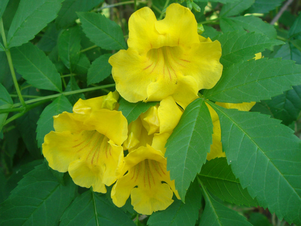 Кампсис укореняющийся Желтый - Campsis radicans Flava