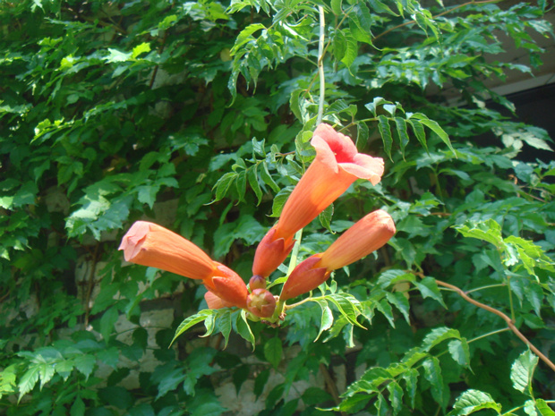 Кампсис укореняющийся - Campsis radicans