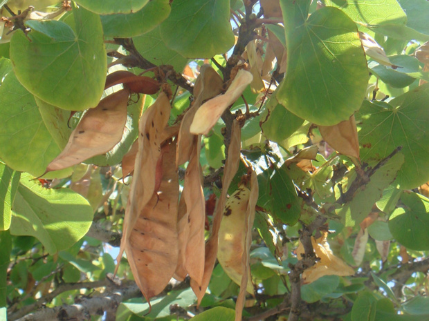 Багрянник европейский - Cercis siliquastrum