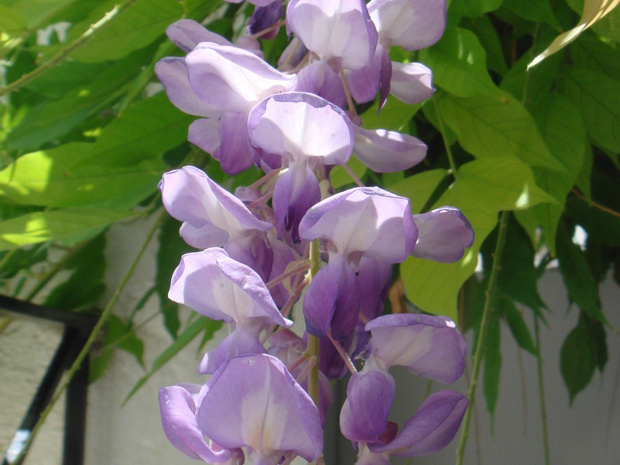 Глициния китайская - Wisteria sinensis