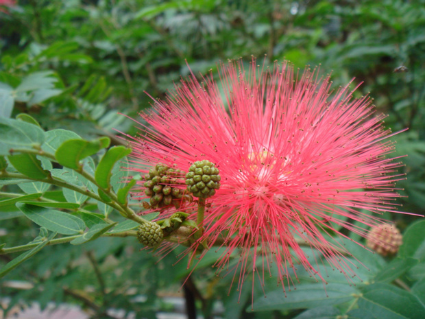 Каллиандра красноголовая - Calliandra haematocephala