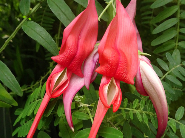 Клиантус пунцовый - Clianthus puniceus