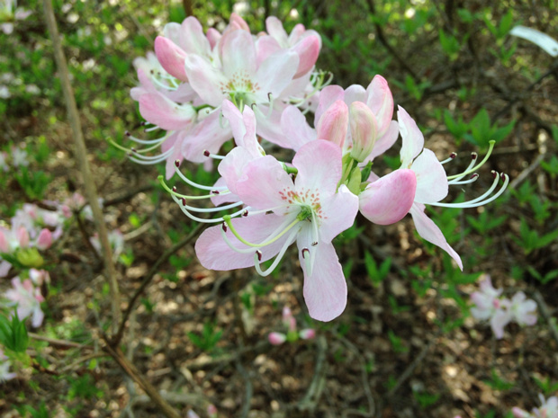 Рододендрон Альбрехта - Rhododendron albrechtii