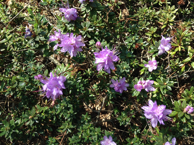 Рододендрон равновысокий - Rhododendron fastigiatum