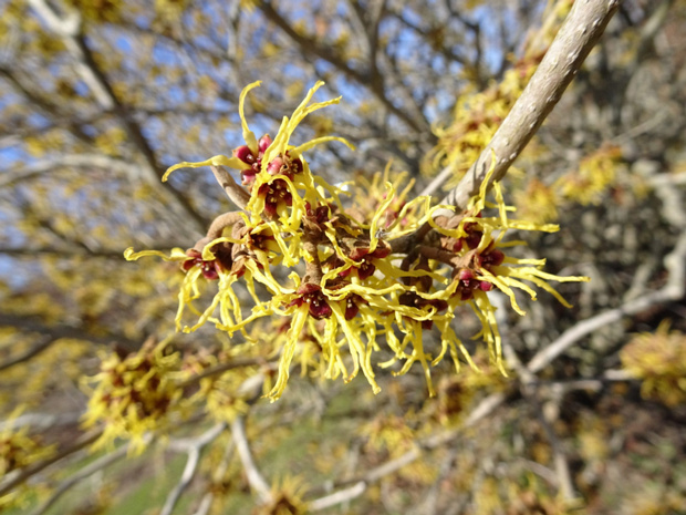 Гамамелис весенний - Hamamelis vernalis