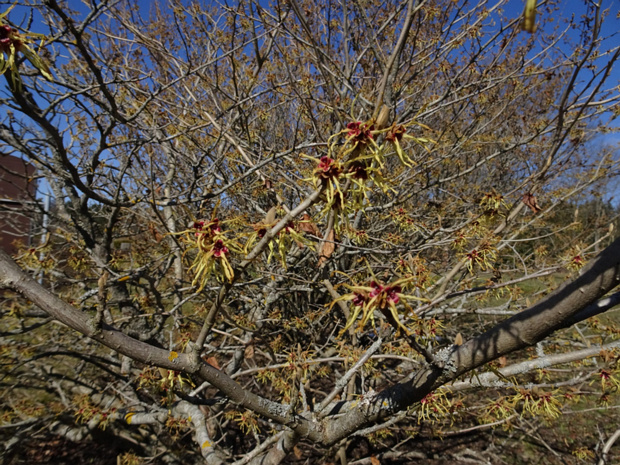 Гамамелис японский 'Цуккариниана' - Hamamelis japonica 'Zuccariniana'