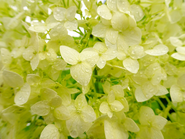 Гортензия крупнолистная - Hydrangea macrophylla