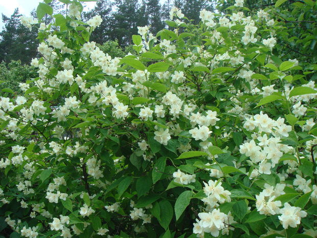 Чубушник венечный - Philadelphus coronarius