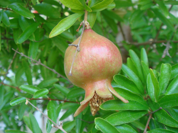 Гранат обыкновенный - Punica granatum