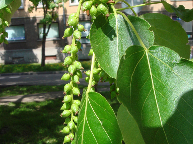 Тополь черный - Populus nigra