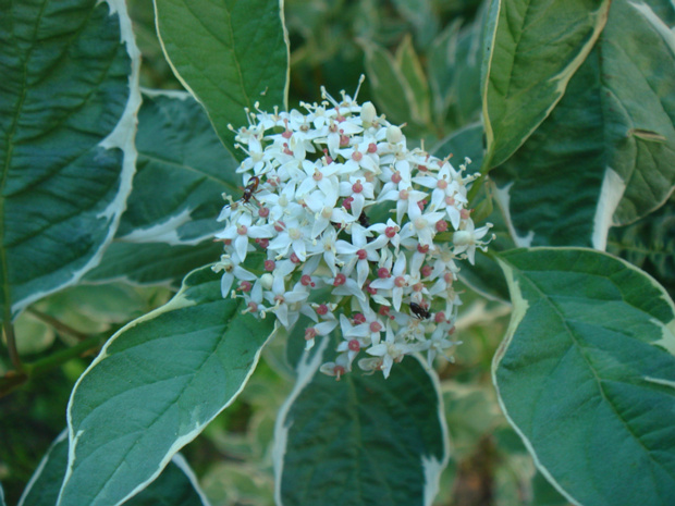 Дерен белый - Cornus alba