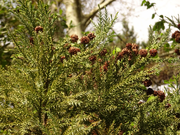 Криптомерия японская - Cryptomeria japonica