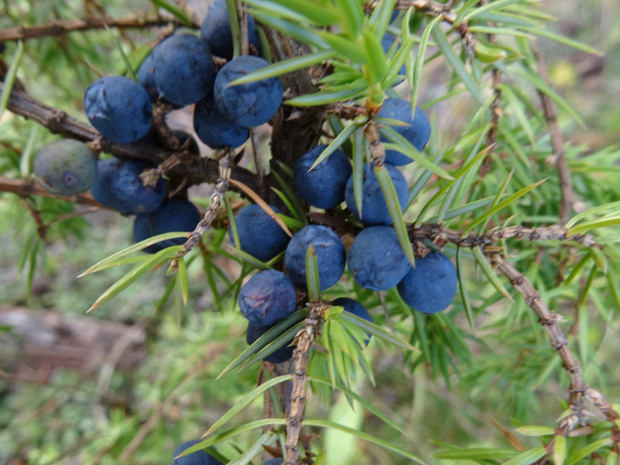 Можжевельник обыкновенный - Juniperus communis