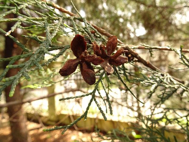 Плосковеточник восточный - Platycladus orientalis