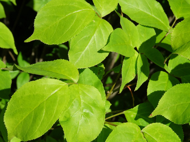 Клекачка перистая - Staphylea pinnata