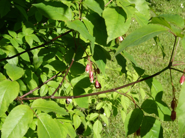 Клекачка трехлистная розоватая форма - Staphylea trifolia f.rosea