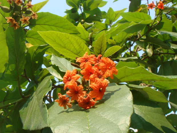 Кордия подсердечная - Cordia subcordata