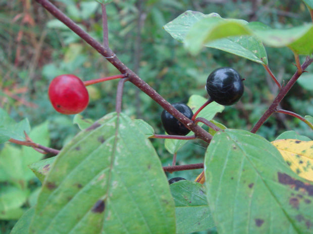 Крушина ломкая - Frangula alnus