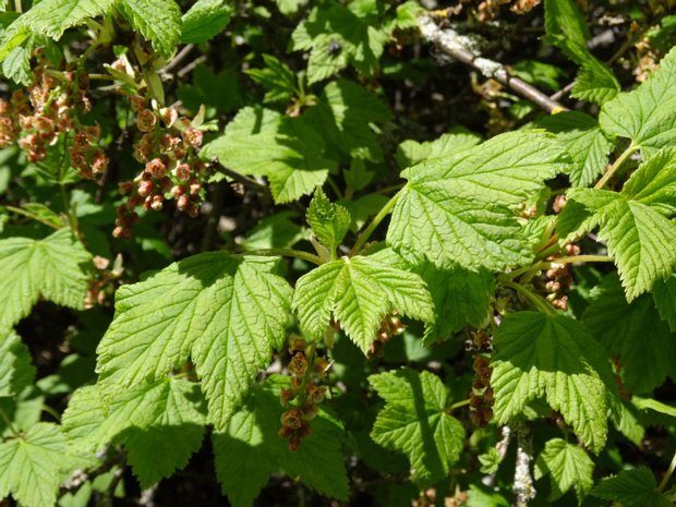 Смородина скальная - Ribes petraeum