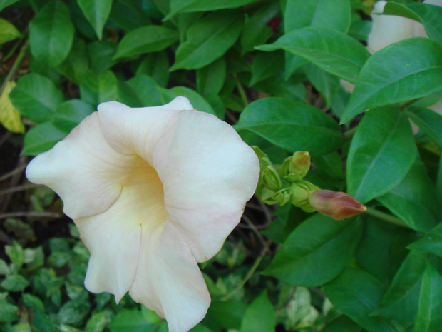 Алламандра вьюнковая Кремовая - Allamanda violacea Cream