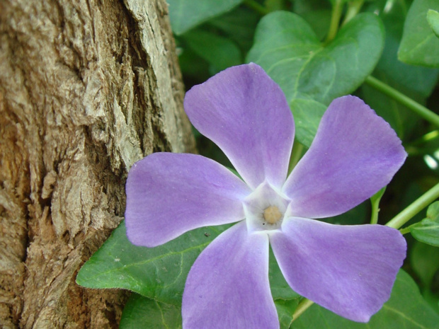 Барвинок большой - Vinca major