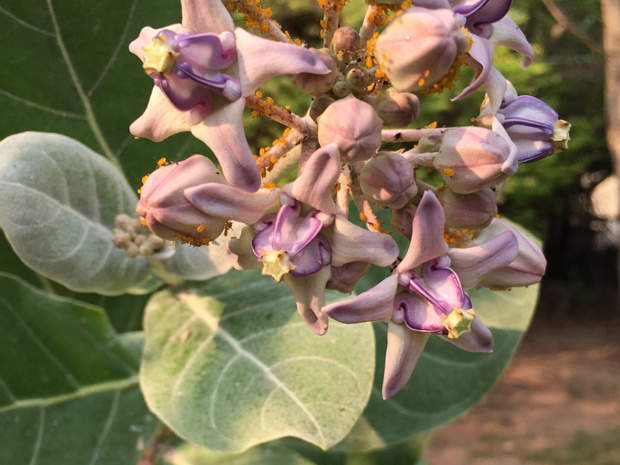 Калотропис гигантский - Calotropis gigantea