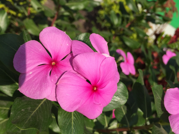 Катарантус розовый - Catharanthus roseus