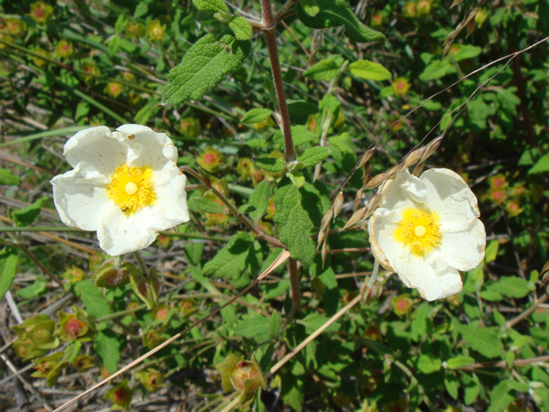 Ладанник критский белая форма - Cistus creticus f. alba