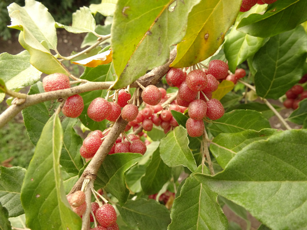 Лох зонтичный - Elaeagnus umbellata