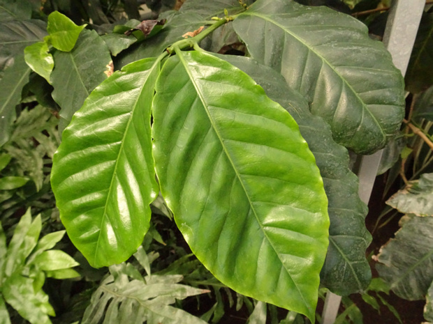 Кофе аравийский - Coffea arabica