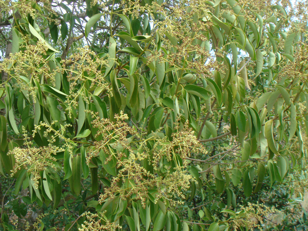 Бирючина блестящая - Ligustrum lucidum