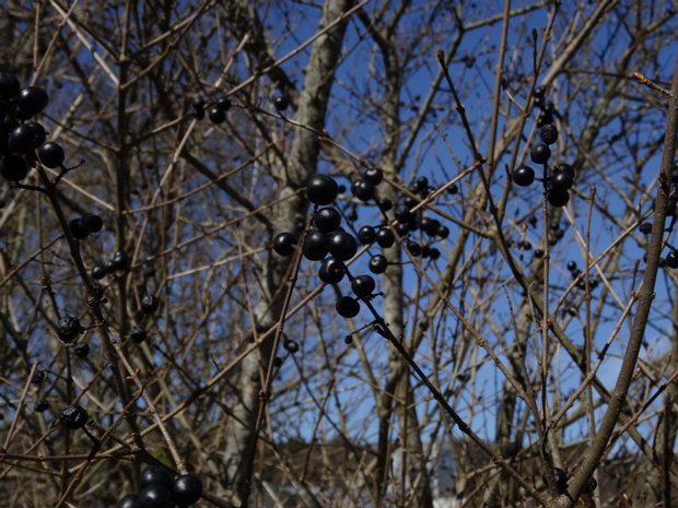 Бирючина обыкновенная - Ligustrum vulgare