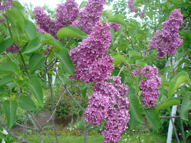 Сирень гибридная - Syringa x hybrida