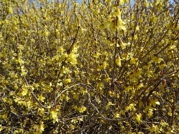 Форзиция яйцевидная - Forsythia ovata