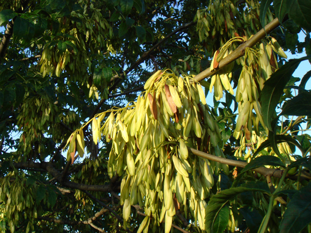 Ясень высокий - Fraxinus excelsior