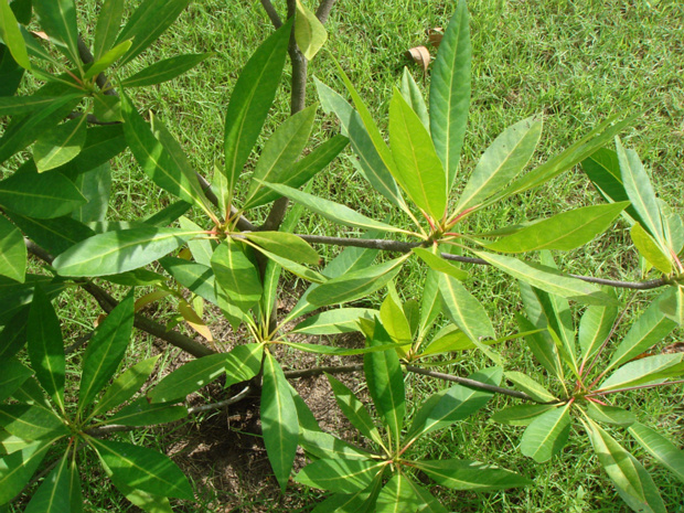 Элеокарпус большоцветковый - Elaeocarpus grandiflorus