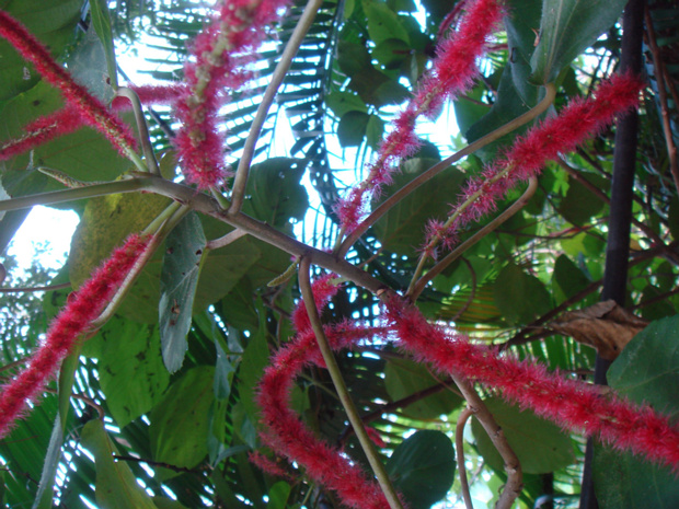 Акалифа щетинистоволосистая - Acalypha hispida