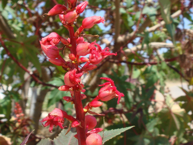 Клещевина обыкновенная - Ricinus communis