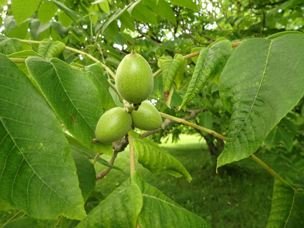 Орех айлантолистный - Juglans ailantifolia