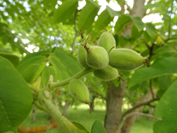 Орех маньчжурский - Juglans mandshurica