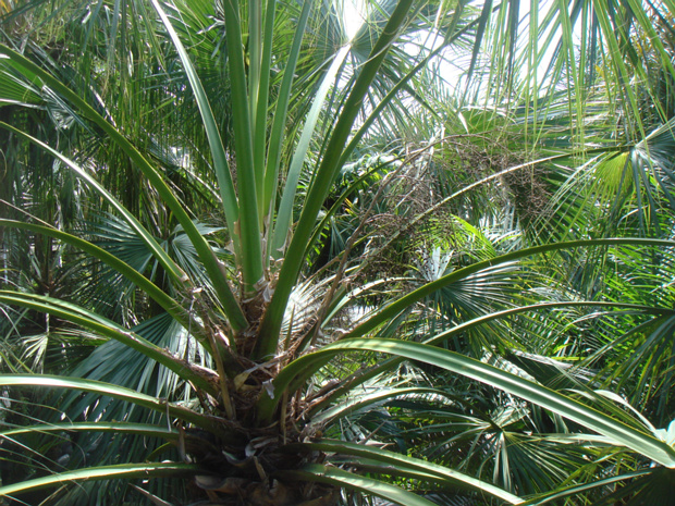 Пальма 4 - Arecaceae sp